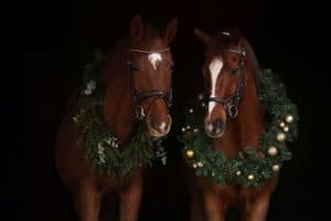 Zwei Pferde mit Adventskranz