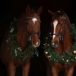 Zwei Pferde mit Adventskranz