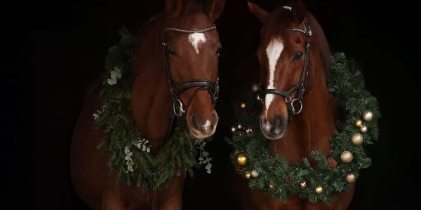 Zwei Pferde mit Adventskranz