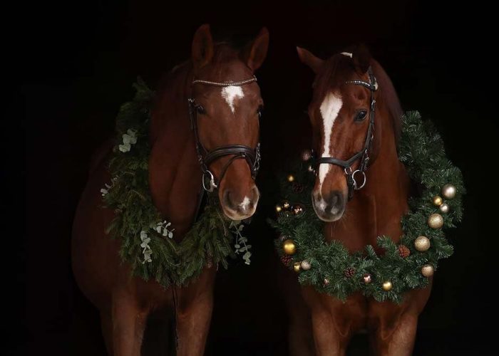 Zwei Pferde mit Adventskranz